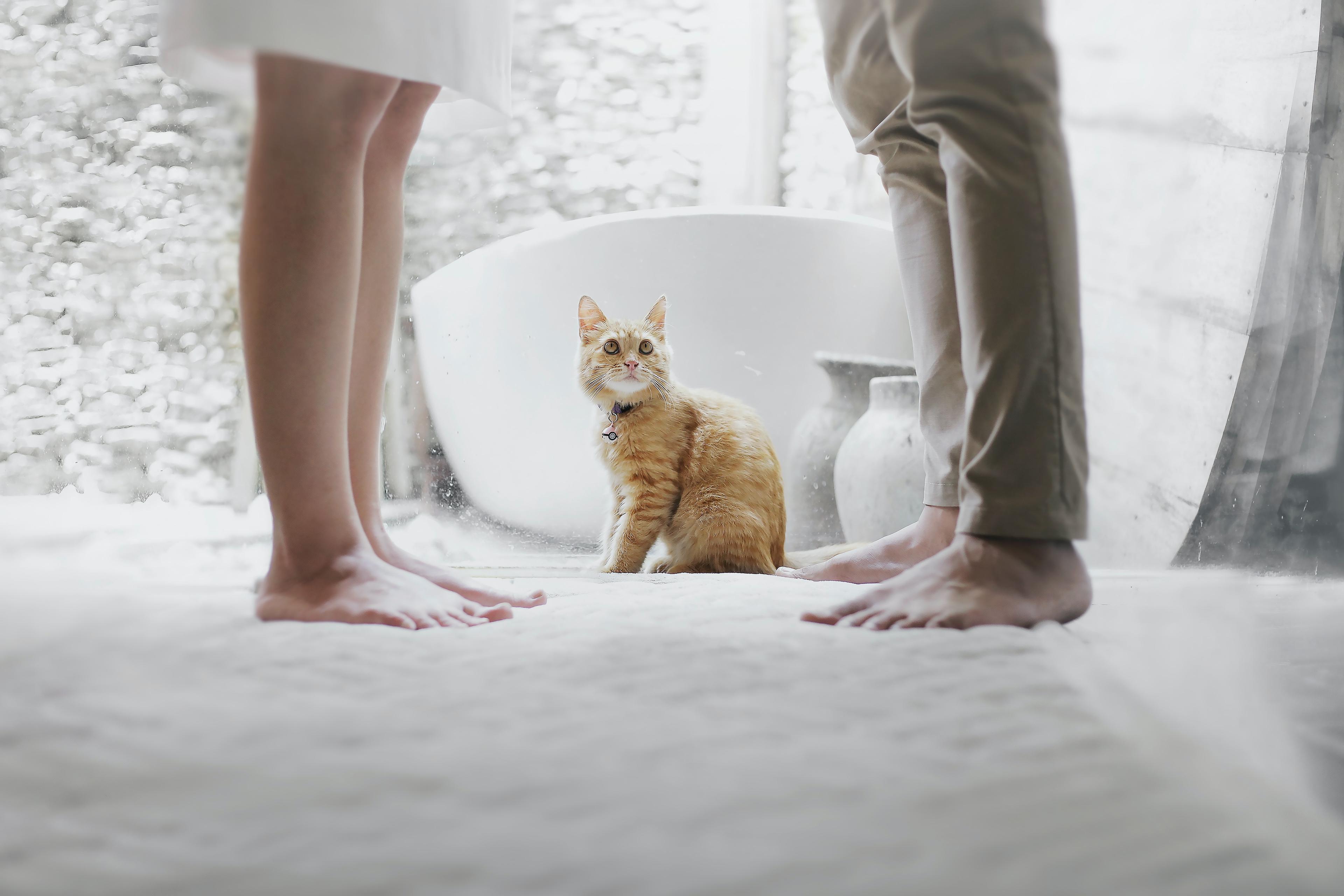 Cat sitting between two people standing in a bathroom